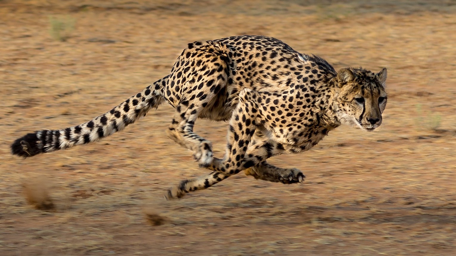 Cheetah running fast, representing a fast team